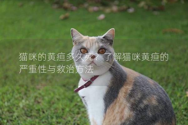 貓咪的黃疸多久死？了解貓咪黃疸的嚴(yán)重性與救治方法