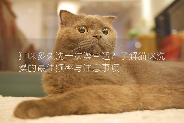貓咪多久洗一次澡合適？了解貓咪洗澡的最佳頻率與注意事項(xiàng)