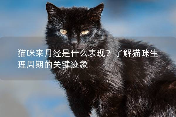 貓咪來月經(jīng)是什么表現(xiàn)？了解貓咪生理周期的關(guān)鍵跡象