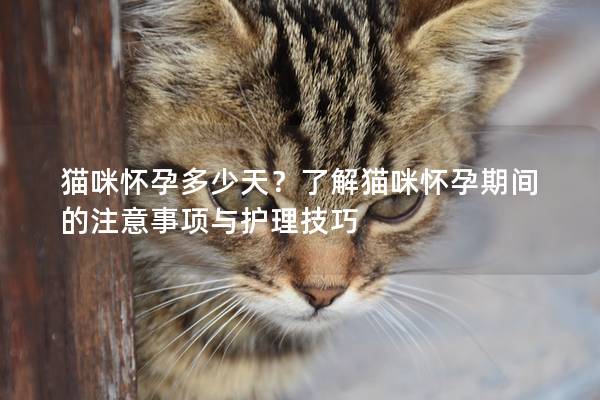 貓咪懷孕多少天？了解貓咪懷孕期間的注意事項與護理技巧