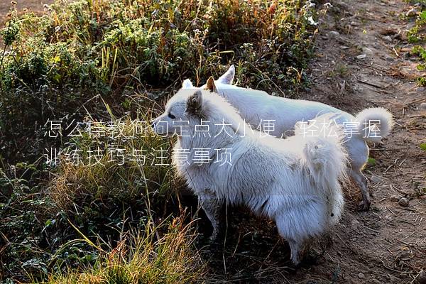 怎么樣教狗狗定點大小便，輕松掌握訓練技巧與注意事項