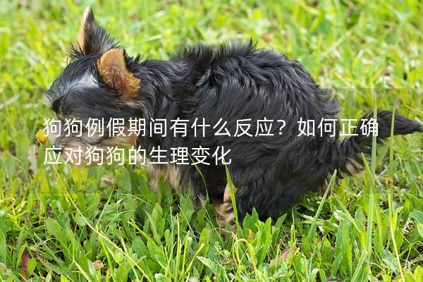 狗狗例假期間有什么反應？如何正確應對狗狗的生理變化