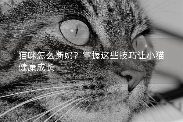 貓咪怎么斷奶？掌握這些技巧讓小貓健康成長(zhǎng)