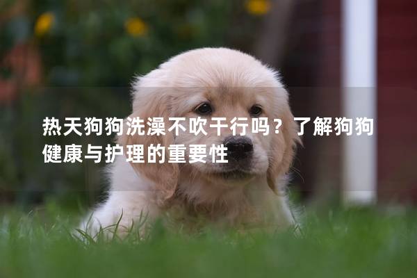 熱天狗狗洗澡不吹干行嗎？了解狗狗健康與護理的重要性