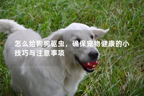 怎么給狗狗驅(qū)蟲，確保寵物健康的小技巧與注意事項