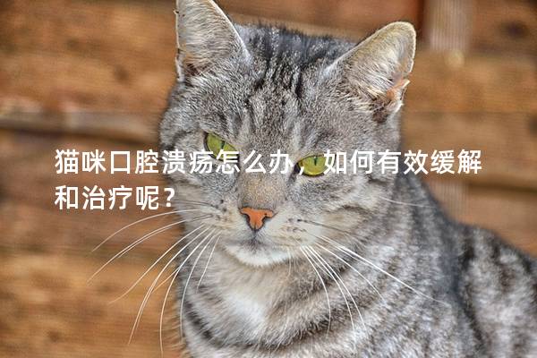 貓咪口腔潰瘍?cè)趺崔k，如何有效緩解和治療呢？