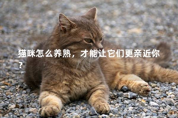 貓咪怎么養(yǎng)熟，才能讓它們更親近你？