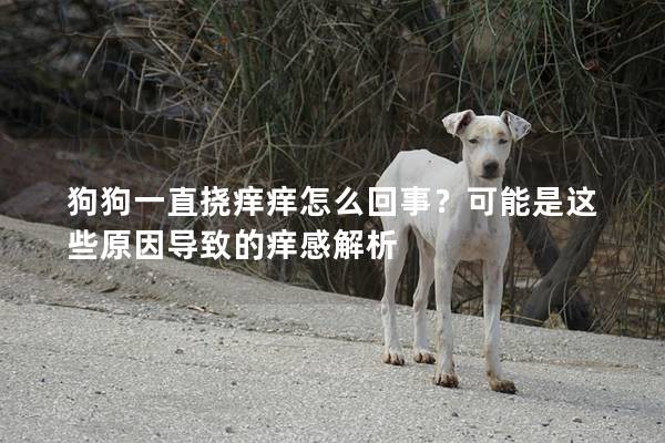 狗狗一直撓癢癢怎么回事？可能是這些原因導致的癢感解析