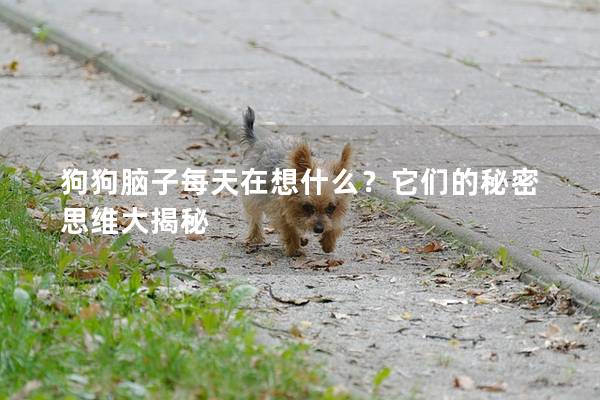 狗狗腦子每天在想什么？它們的秘密思維大揭秘