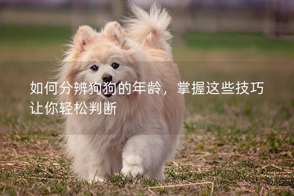 如何分辨狗狗的年齡，掌握這些技巧讓你輕松判斷