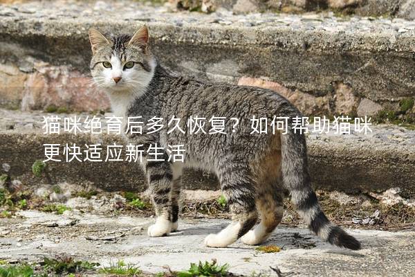 貓咪絕育后多久恢復？如何幫助貓咪更快適應新生活