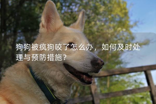 狗狗被瘋狗咬了怎么辦，如何及時處理與預防措施？