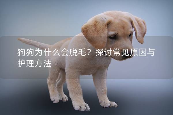 狗狗為什么會(huì)脫毛?探討常見原因與護(hù)理方法 狗狗為什么會(huì)脫毛?探討常見原因與護(hù)理方法