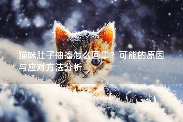 貓咪肚子抽搐怎么回事？可能的原因與應對方法分析