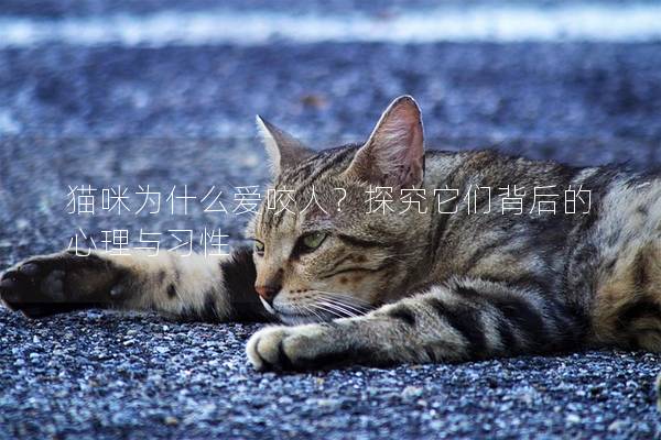 貓咪為什么愛咬人？探究它們背后的心理與習(xí)性