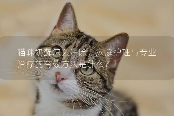 貓咪奶蘚怎么消除，家庭護理與專業(yè)治療的有效方法是什么？