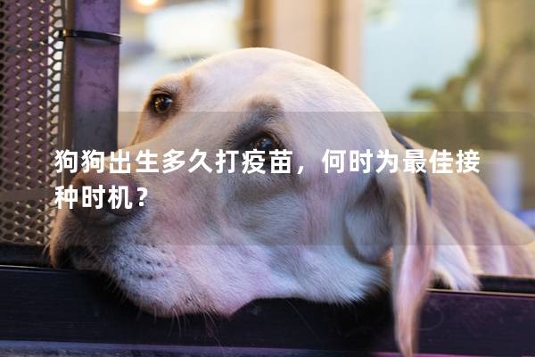 狗狗出生多久打疫苗，何時為最佳接種時機？