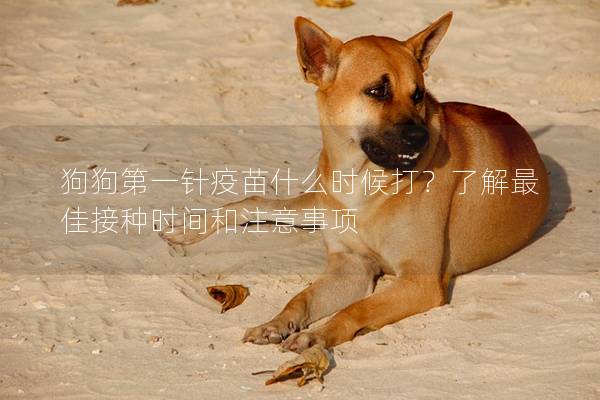 狗狗第一針疫苗什么時候打？了解最佳接種時間和注意事項