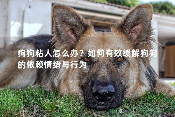 狗狗粘人怎么辦？如何有效緩解狗狗的依賴情緒與行為