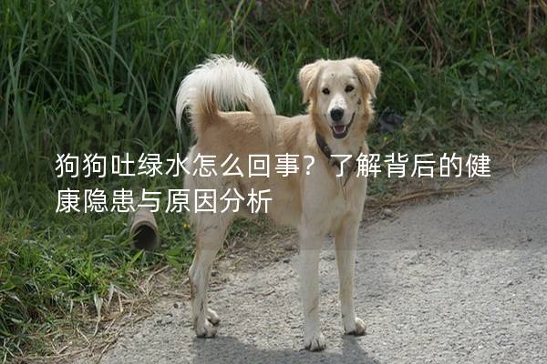 狗狗吐綠水怎么回事？了解背后的健康隱患與原因分析