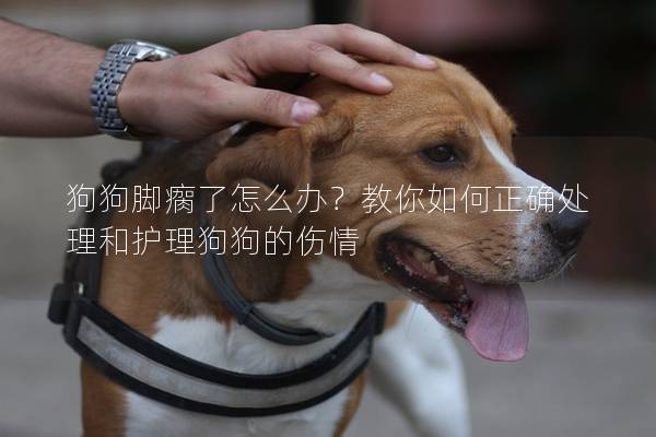 狗狗腳瘸了怎么辦？教你如何正確處理和護理狗狗的傷情