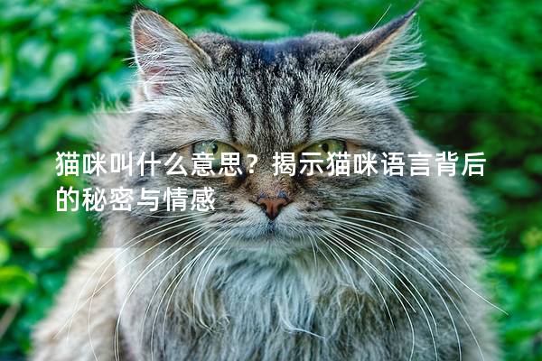 貓咪叫什么意思？揭示貓咪語言背后的秘密與情感
