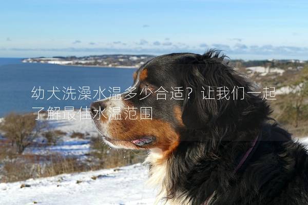 幼犬洗澡水溫多少合適？讓我們一起了解最佳水溫范圍