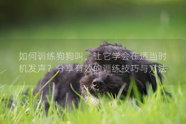 如何訓練狗狗叫，讓它學會在適當時機發(fā)聲？分享有效的訓練技巧與方法