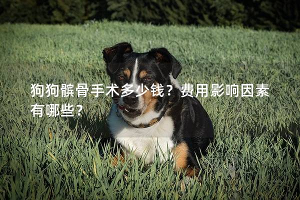 狗狗髕骨手術(shù)多少錢？費(fèi)用影響因素有哪些？
