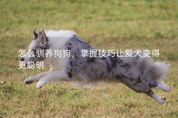 怎么馴養狗狗，掌握技巧讓愛犬變得更聰明