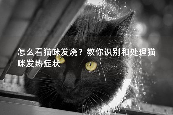 怎么看貓咪發(fā)燒？教你識(shí)別和處理貓咪發(fā)熱癥狀