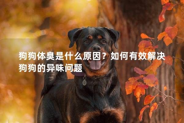 狗狗體臭是什么原因？如何有效解決狗狗的異味問(wèn)題