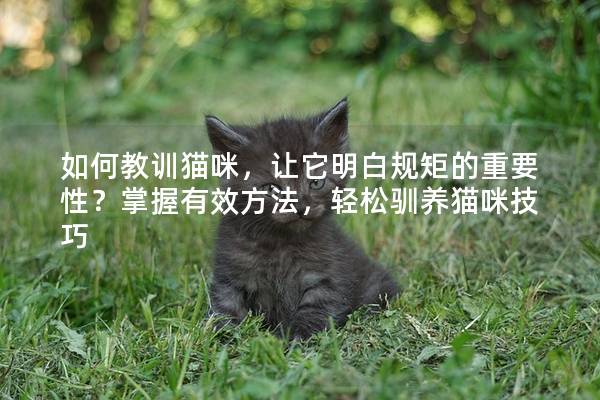 如何教訓貓咪，讓它明白規矩的重要性？掌握有效方法，輕松馴養貓咪技巧