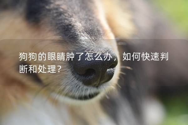狗狗的眼睛腫了怎么辦，如何快速判斷和處理？