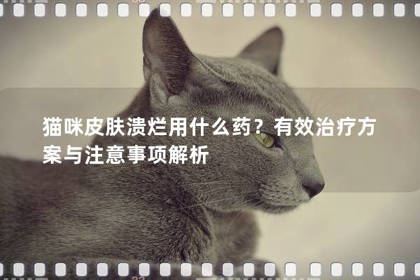 貓咪皮膚潰爛用什么藥？有效治療方案與注意事項(xiàng)解析