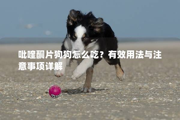 吡喹酮片狗狗怎么吃？有效用法與注意事項詳解