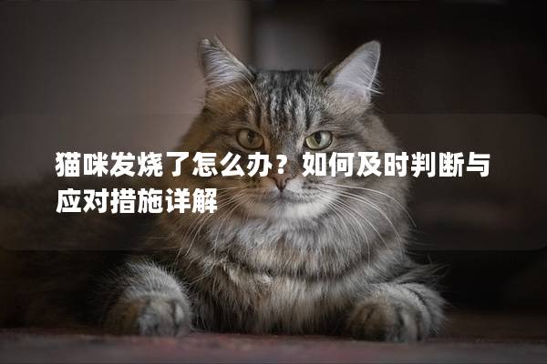 貓咪發燒了怎么辦？如何及時判斷與應對措施詳解