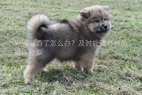 狗狗喝酒了怎么辦？及時處理與預(yù)防措施分享