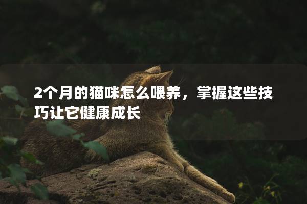 2個(gè)月的貓咪怎么喂養(yǎng)，掌握這些技巧讓它健康成長(zhǎng)