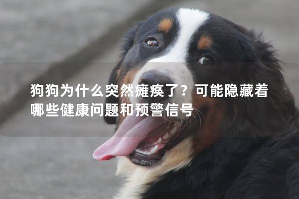 狗狗為什么突然癱瘓了？可能隱藏著哪些健康問題和預警信號