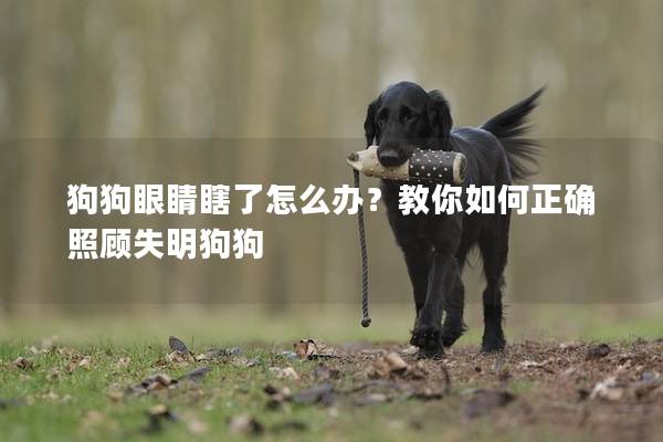 狗狗眼睛瞎了怎么辦?教你如何正確照顧失明狗狗 狗狗眼睛瞎了怎么辦?教你如何正確照顧失明狗狗