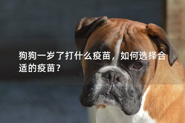 狗狗一歲了打什么疫苗，如何選擇合適的疫苗？
