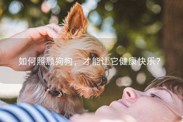 如何照顧狗狗，才能讓它健康快樂？