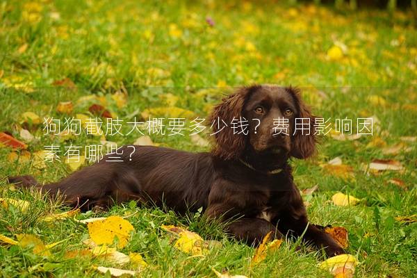 狗狗截肢大概要多少錢？費(fèi)用影響因素有哪些？