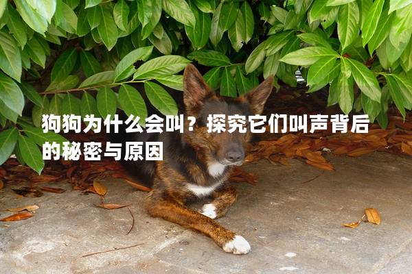 狗狗為什么會叫？探究它們叫聲背后的秘密與原因