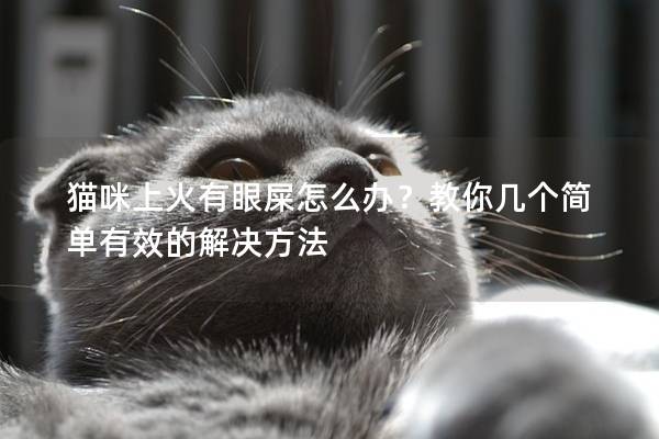 貓咪上火有眼屎怎么辦？教你幾個(gè)簡(jiǎn)單有效的解決方法