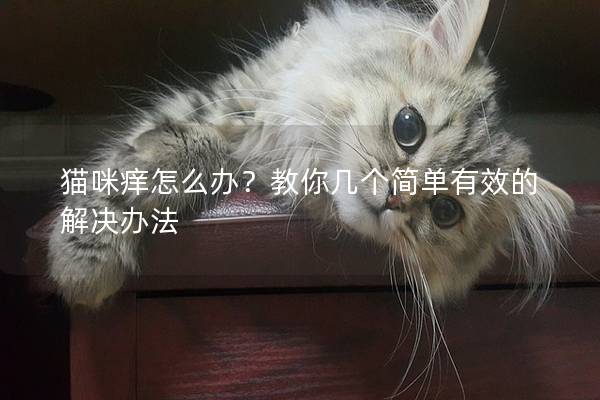 貓咪癢怎么辦？教你幾個簡單有效的解決辦法