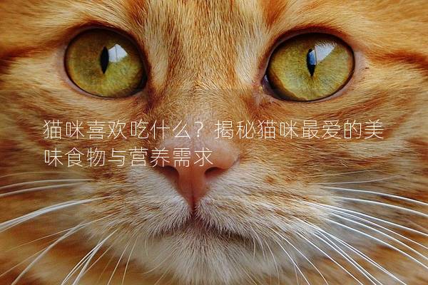 貓咪喜歡吃什么？揭秘貓咪最愛的美味食物與營(yíng)養(yǎng)需求