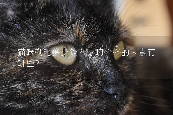 貓咪剃毛多少錢？影響價(jià)格的因素有哪些？