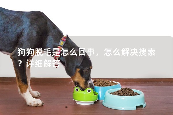狗狗脫毛是怎么回事，怎么解決搜索？詳細(xì)解答